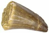 Fossil Mosasaur (Mosasaurus) Tooth - Morocco #364151-1